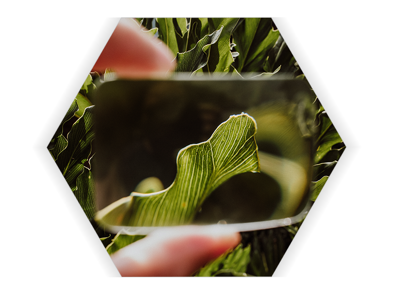 magnified_leaf